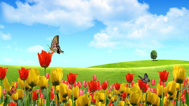 Spring Wallpapers 1920x1080
