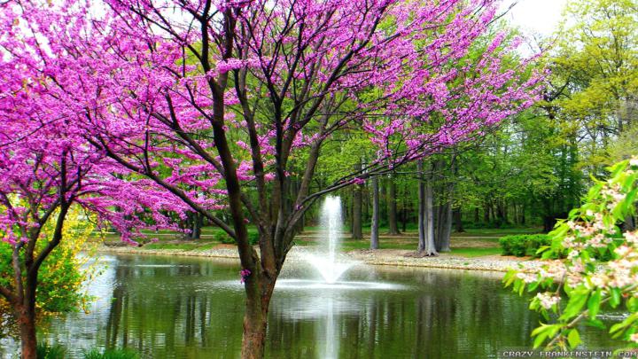 Spring Wallpaper 1920x1080 -
