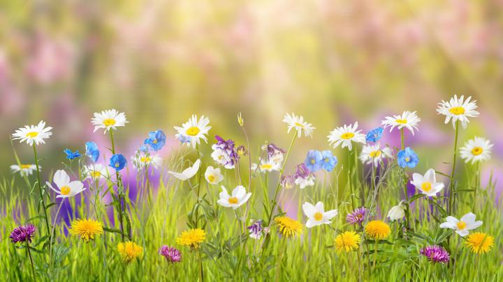 1920x1080 Spring Laptop Full HD 1080P HD 4k Wallpapers, Images 