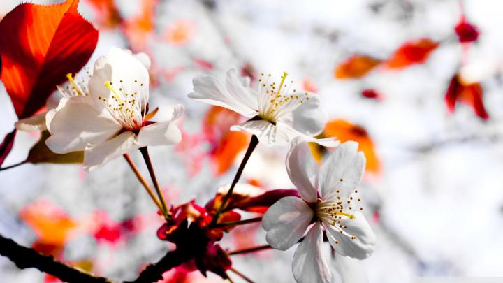 Spring HD Wallpapers (71+ background pictures)