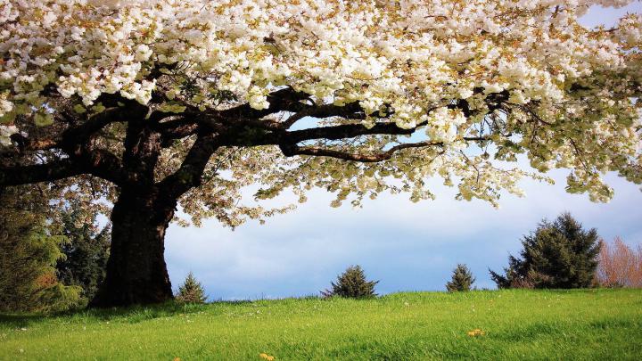 Spring Wallpapers 1920x1080