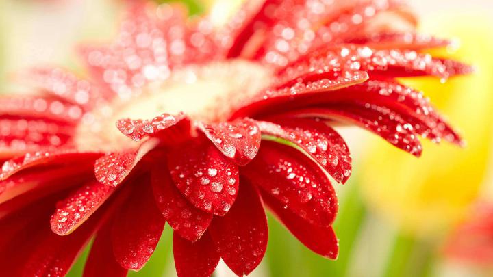 Spring Wallpaper 1920 X 1080 (83+ images)