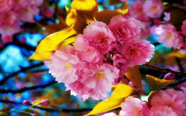 [75+] Spring Flower Wallpaper Backgrounds 