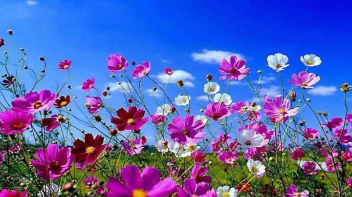 Bing Spring Wallpapers - Top Free Bing Spring Backgrounds - WallpaperAccess
