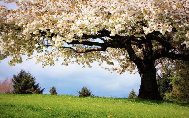 Spring Wallpapers