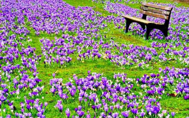 [49+] Wallpaper of Spring Flowers 