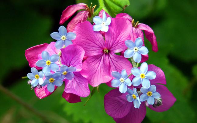 [47+] Spring Flower Pictures Wallpaper 