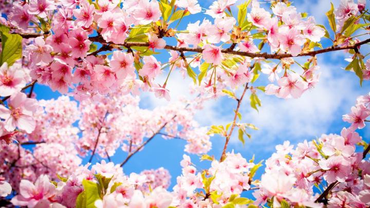 Spring Wallpaper 1920 X 1080 (83+ images)