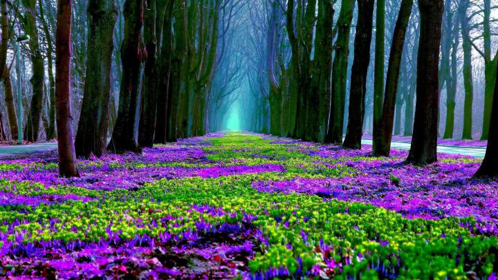 Spring HD Wallpapers (71+ background pictures)
