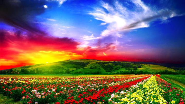 Full HD Flowers Wallpapers (68+ pictures)