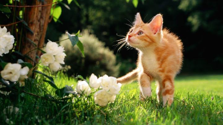 Cute Spring 1920x1080 Desktop Wallpapers (55+ images)
