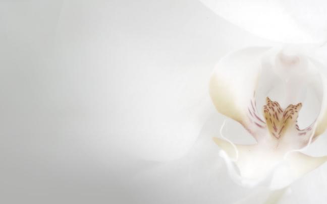 Wedding wallpaper | 1920x1080 | #44214