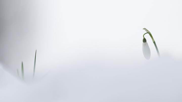 winter, cold, snow, flowers, mist, white | 1920x1080 Wallpaper 