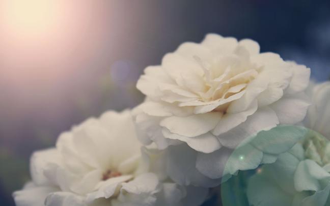 White Peonies Desktop Wallpaper -
