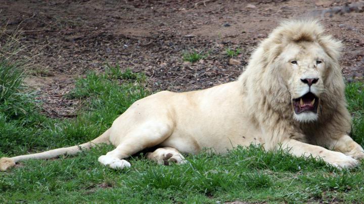 White Lion Wallpaper (65+ pictures)