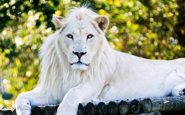 Wallpaper White Lion (72+ images)