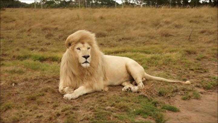Full HD Beautiful Lion 1080p Wallpaper ~ HD Wallpapers \u0026 Images