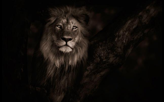 White Lion Background (58+ pictures)