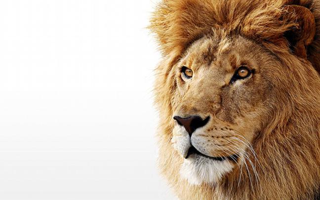 [74+] White Lion Background 