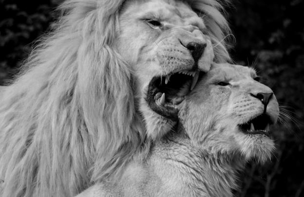 Lion Wallpaper Desktop (68+ images)