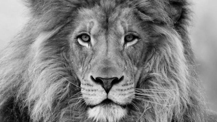 White Lion Background (58+ pictures)