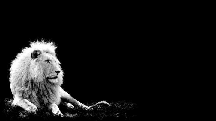 White Lion Background (58+ pictures)