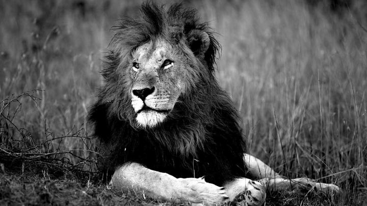 White Lion Wallpapers (66+ images)
