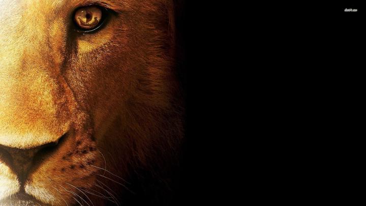Lion Quotes HD Wallpapers - Top Free Lion Quotes HD Backgrounds 