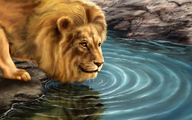 Full HD Beautiful Lion 1080p Wallpaper ~ HD Wallpapers \u0026 Images