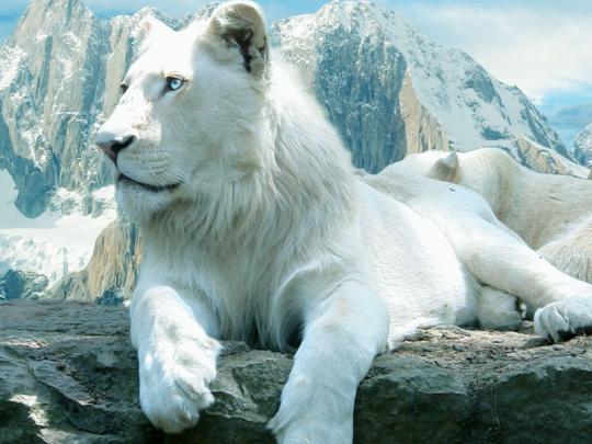 [74+] White Lion Background 