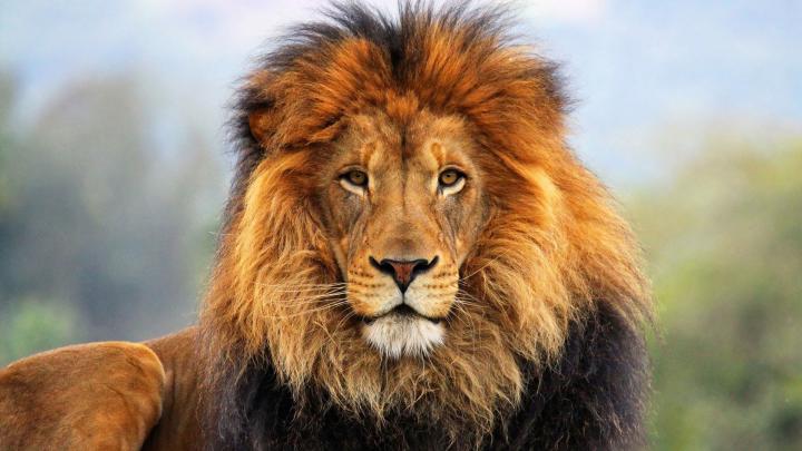Lion Wallpaper Desktop (68+ images)