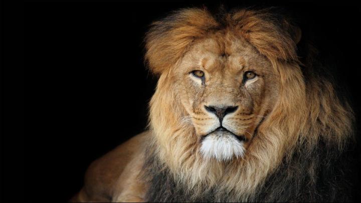 Black Lion HD Wallpaper (64+ images)