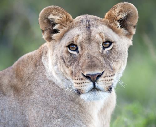 61+ Lion Screensavers and Wallpaper