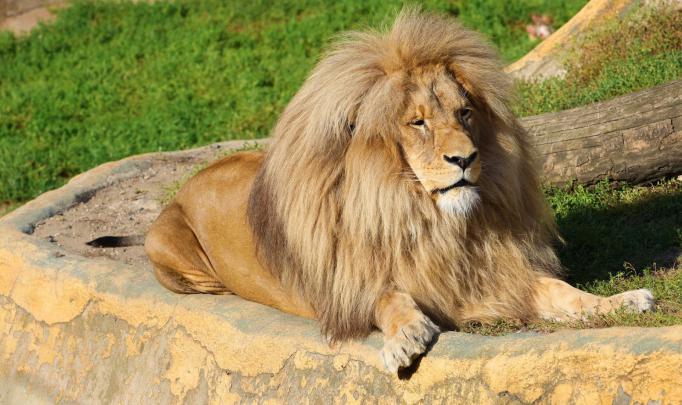 Full HD Beautiful Lion 1080p Wallpaper ~ HD Wallpapers \u0026 Images