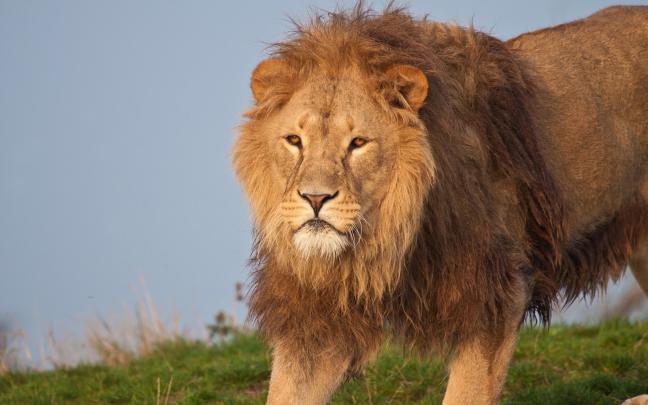 Full HD Beautiful Lion 1080p Wallpaper ~ HD Wallpapers \u0026 Images
