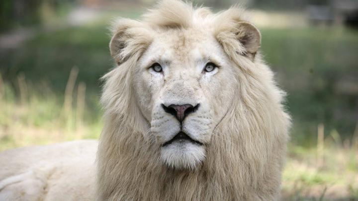 Lion Wallpaper Desktop (64+ pictures)
