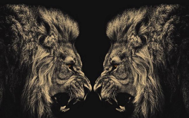 Black Lion HD Wallpaper (64+ images)