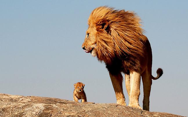 Lion Full HD 1080p Wallpapers ~ LatestWallpaper99