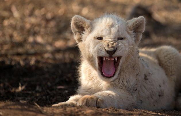 Wallpapers of White Lion (72+ background pictures)