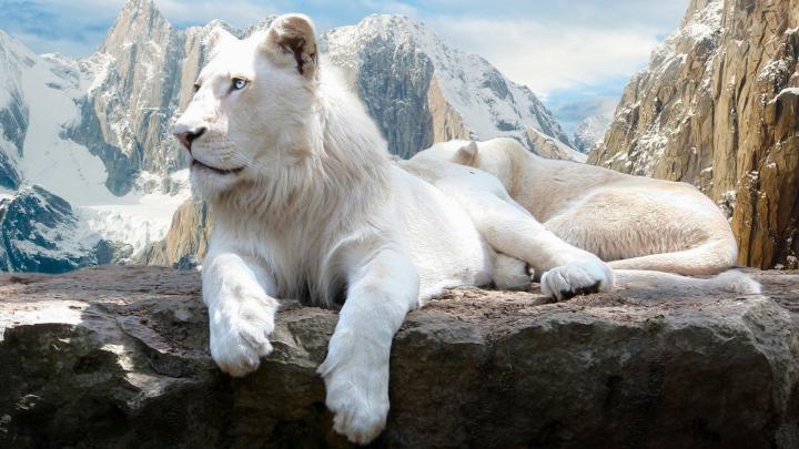 Wallpaper White Lion (72+ images)