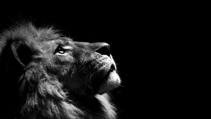 White Lion Background (57+ images)