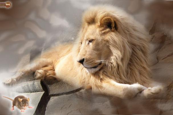 Fire Lion Wallpapers \u00b7\u2460 