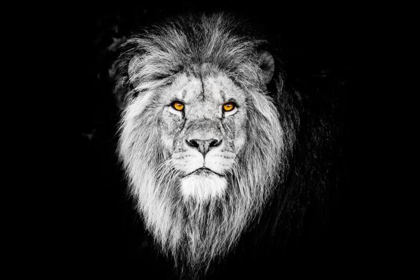Black Lion 4K Wallpapers - Top Free Black Lion 4K Backgrounds 
