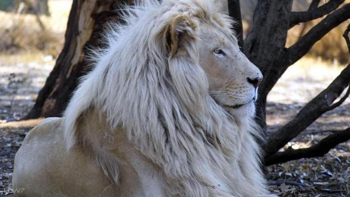 The White Lion Desktop Wallpaper - Types Of White Lion - 1920x1080 