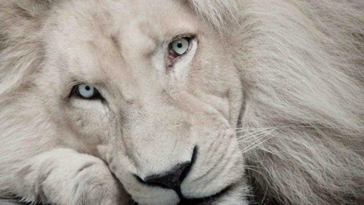 Wallpaper White Lion (72+ images)