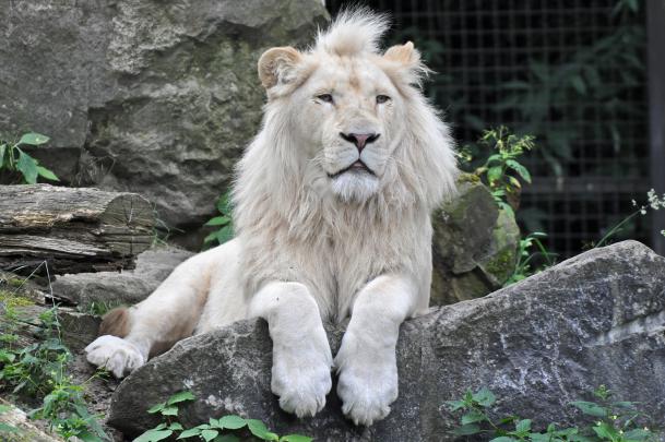 Wallpaper of White Lion \u00b7\u2460 