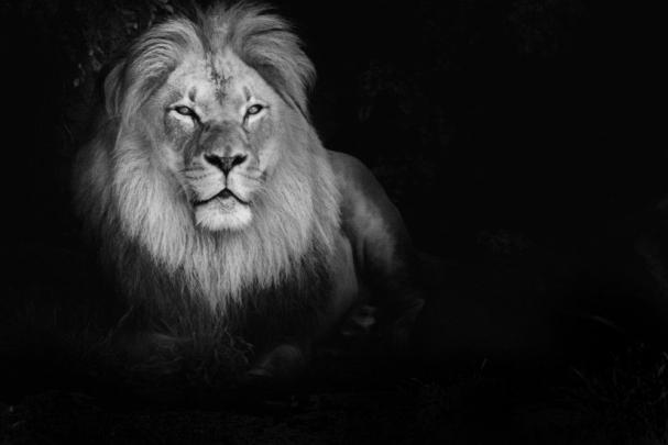 Lion Pictures Wallpaper \u00b7\u2460 