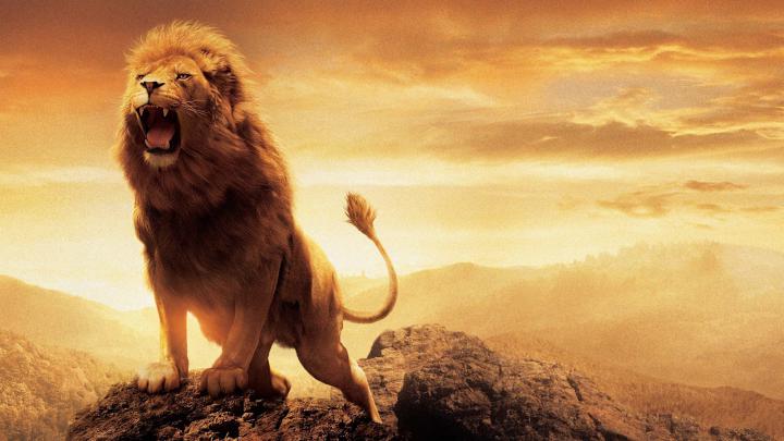 Full HD Beautiful Lion 1080p Wallpaper ~ HD Wallpapers \u0026 Images