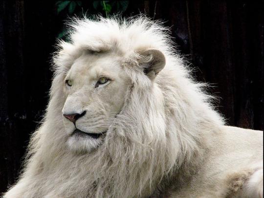[74+] White Lion Background 