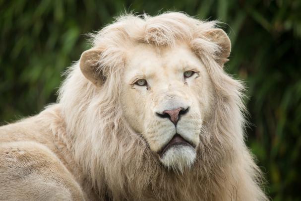 Lion Wallpaper Desktop (68+ images)